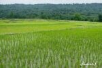 املش از شهرستان‌های برتر گیلان در کاهش هزینه تولید برنج