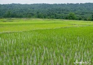 املش از شهرستان‌های برتر گیلان در کاهش هزینه تولید برنج