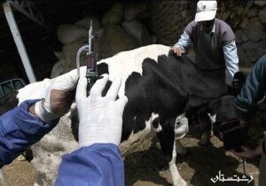 احتمال وقوع شیوع بیماری ویروسی تب سه روزه گاوی در گیلان