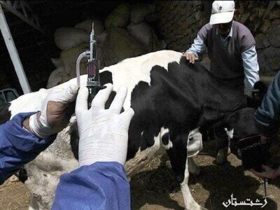 احتمال وقوع شیوع بیماری ویروسی تب سه روزه گاوی در گیلان