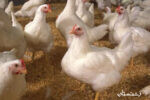 گیلان از استان های برتر کشور در تولید گوشت مرغ