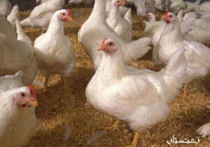 گیلان از استان های برتر کشور در تولید گوشت مرغ