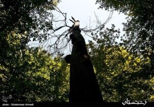 آثار طبیعی جنگل‌های هیرکانی گیلان در فهرست آثار ملی کشور ثبت می‌شود