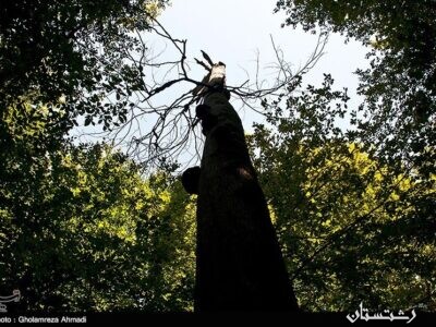 آثار طبیعی جنگل‌های هیرکانی گیلان در فهرست آثار ملی کشور ثبت می‌شود