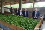 بازدید رئیس سازمان چای کشور از کارخانجات منطقه مرکزی لاهیجان