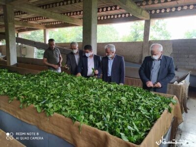 بازدید رئیس سازمان چای کشور از کارخانجات منطقه مرکزی لاهیجان