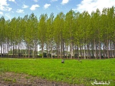 اجرای طرح زراعت چوب در ۶۶۰۰ هکتار از اراضی ملی گیلان