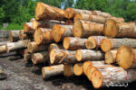 کشف و ضبط سیصد میلیونی چوب آلات قاچاق در شهرستان رودبار
