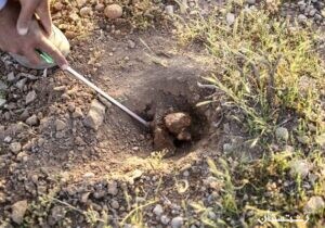 برداشت غیر مجاز قارچ ترافل تخریب خاک را تشدید می کند.