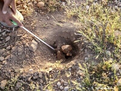 برداشت غیر مجاز قارچ ترافل تخریب خاک را تشدید می کند.