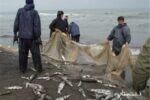 پیش‌بینی صید ۲۰۰۰ تن ماهی استخوانی از دریای خزر در سال ۹۹