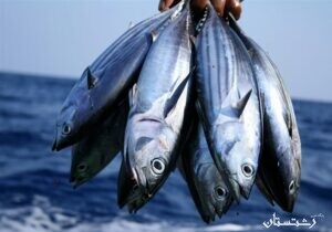 پیش بینی افزایش قیمت ماهیان دریایی و پرورشی در بازار