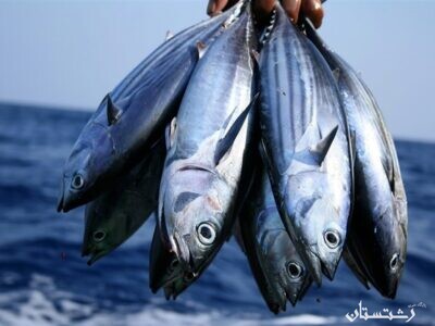 پیش بینی افزایش قیمت ماهیان دریایی و پرورشی در بازار