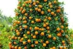 برداشت ۶۵ درصد از محصول باغات مرکبات گیلان