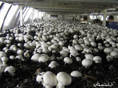 تولید بیش از ۴هزار تُن قارچ خوراکی در گیلان