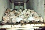 کشف ۱۳۳۰ کیلوگرم گوشت فاسد در بازار رشت/حبس و جریمه در انتظار متخلفین