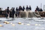 افزایش ۶درصدی صید ماهیان استخوانی از دریای خزر