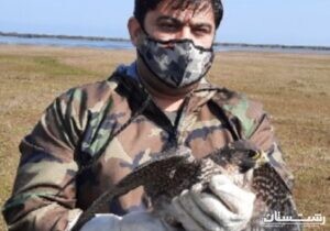 یک بهله پرنده شکاری روزپرواز در گیلان کشف و ضبط شد.