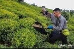 قیمت جدید خرید برگ سبز چای اعلام شد؛ چای درجه یک ۶۶۹۰ تومان