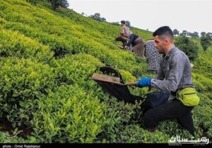 قیمت جدید خرید برگ سبز چای اعلام شد؛ چای درجه یک ۶۶۹۰ تومان
