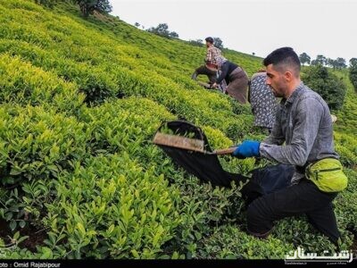 قیمت جدید خرید برگ سبز چای اعلام شد؛ چای درجه یک ۶۶۹۰ تومان