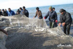 تمدیدمهلت صید ماهیان استخوانی در نوار ساحلی گیلان