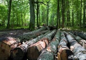 کشف ۲۶۰۰ اصله چوب قاچاق در استان گیلان