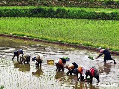 ضرورت توجه شالیکاران گیلان به تولید مکانیزه برنج