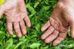 ۸۵ درصد از مطالبات چایکاران گیلان و مازندران پرداخت شد