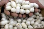 توزیع ۴۵ هزار جعبه تخم نوغان در کشور/ ۶۰ درصد نوغان کشور برداشت شده است