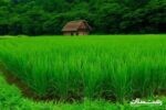 وجین ۹۰ درصد از شالیزار‌های گیلان