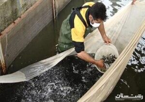 تولید و رهاسازی ۱۵۰ میلیون قطعه بچه ماهی استخوانی در رودخانه های گیلان