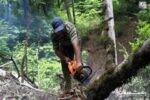 تشدید مقابله با قاچاق چوب آلات جنگلی در شهرستان های گیلان