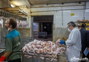 یک دلیل برای گرانفروشی مرغ کشتار روز در بازار