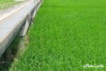 ضرورت اجرای طرح نوبت بندی آب کشاورزی در استان گیلان