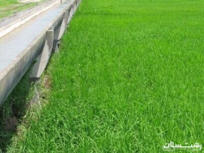 ضرورت اجرای طرح نوبت بندی آب کشاورزی در استان گیلان