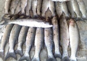 تولید بالغ بر ۴۲ هزار تن ماهی گرمابی در مزارع گیلان