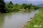 پنجمین مرحله آبگذاری شالیزارهای مناطق مرکزی گیلان