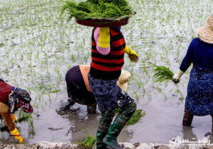 کاهش رنج تولید برنج در هزار هکتار از شالیزارهای گیلان