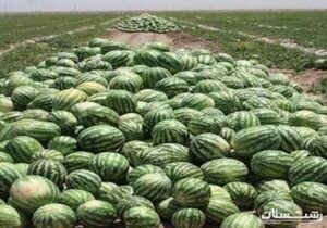 برداشت بیش از ۶۰ هزار تن هندوانه از باغ‌های استان گیلان