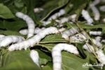 افزایش رغبت نوغانداران به تولید پیله ابریشم در کشور