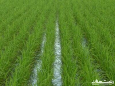رفع بخش قابل توجهی از تنش آبی کشاورزی در گیلان