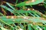 ضرورت توجه کشاورزان به نکات قابل اهمیت در خصوص بیماری «بلاست برنج»