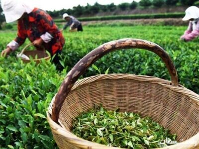 ۱۰۳ هزار تن برگ سبز چای امسال در گیلان و مازندران برداشت شد