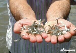 رها سازی بیش از ۵۹ میلیون بچه ماهی سفید در بندرکیاشهر