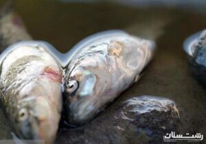 تلفات ماهی های تالاب عینک رشت در دست پیگیری است