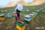 ۶۲۰۰ تن عسل در گیلان برداشت شد