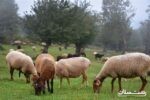 خرید کنسانتره از کارخانه هزینه سرباری به دامدار تحمیل می کند