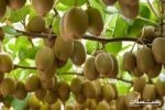 آغاز برداشت و صادرات کیوی در استان گیلان