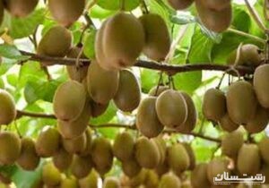 آغاز برداشت و صادرات کیوی در استان گیلان